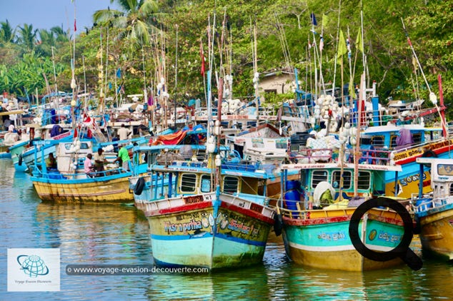 Située sur la côte Ouest du Sri Lanka, à environ 40 km au Nord de la capitale, Colombo. Près du front de mer, les vestiges d'un fort néerlandais du XVIIe siècle servent aujourd'hui de prison. La lagune de Negombo, bordée de cabanes de pêcheurs, alimente le canal Hamilton, datant de l'époque hollandaise.
