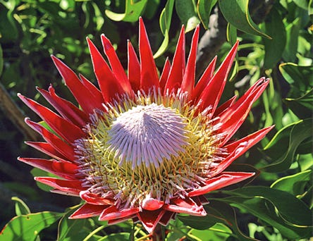 Le Jardin Botanique de Kirstenbosch : Ce magnifique parc se divise en une vingtaine de zones cultivées dont, Le Protea Garden qui propose une grande collection de protées.