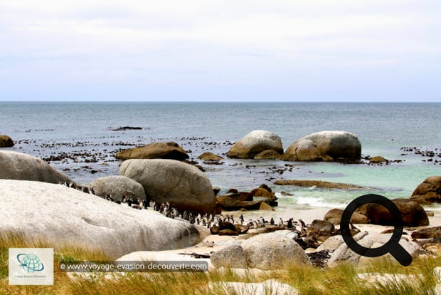 Le clou du spectacle est la plage de Boulders Beach qui accueille depuis 1985 une colonie sauvage de manchots du Cap. 