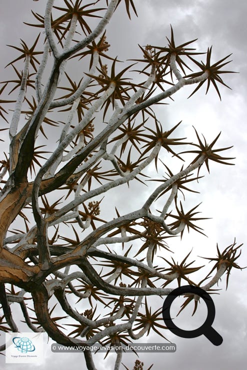 Road trip en Namibie