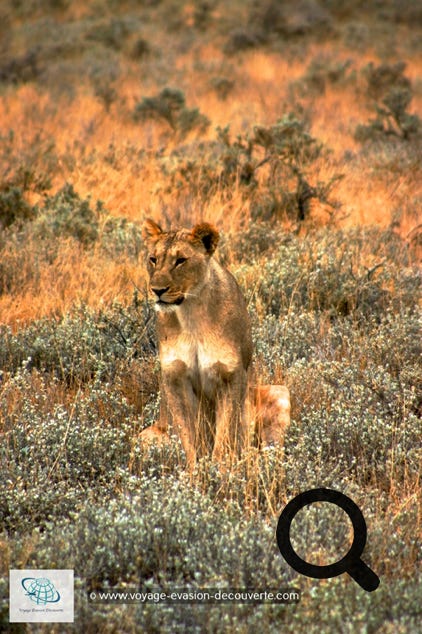 Le parc national d'Etosha est une grande aire protégée de Namibie située dans la région du Kunene, à 400 km au nord de la capitale WindhoekLa protection du parc ainsi que la présence de points d'eau en font un refuge pour nombre d'animaux.