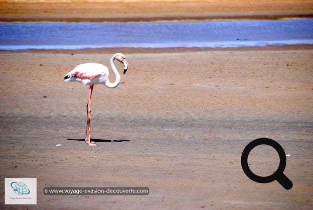 Abritée par la pointe de sable de Pelican Point, sa lagune littorale accueille de nombreuses espèces d'oiseaux, dont des flamants roses, des pélicans et des sternes des baleiniers.