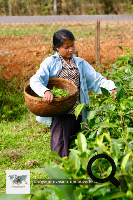 Le plateau des Bolovens, au Laos, est réputé pour ses plantations de café et de thé, ses myriades de cascades toutes plus belles les unes que les autres et son climat frais offrant une douceur bienvenue après la chaleur des plaines.
